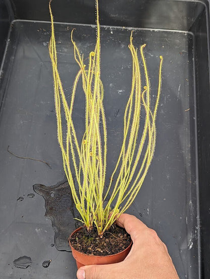 Planta carnívora - Drosera filiformis - Carniterrace - Comprar en tienda online