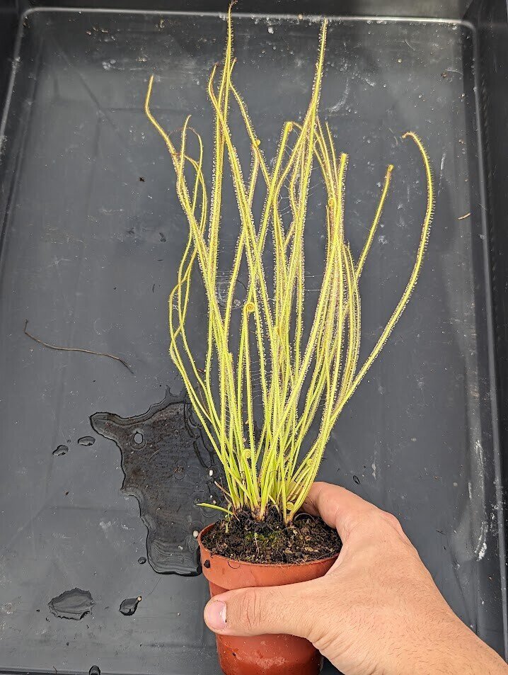 Planta carnívora - Drosera filiformis - Carniterrace - Comprar en tienda online