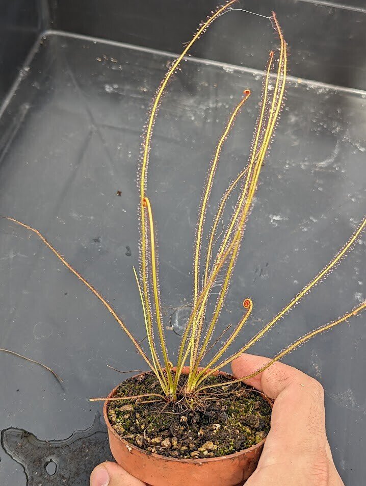 Planta carnívora - Drosera filiformis var. floridana - Carniterrace - Comprar en tienda online