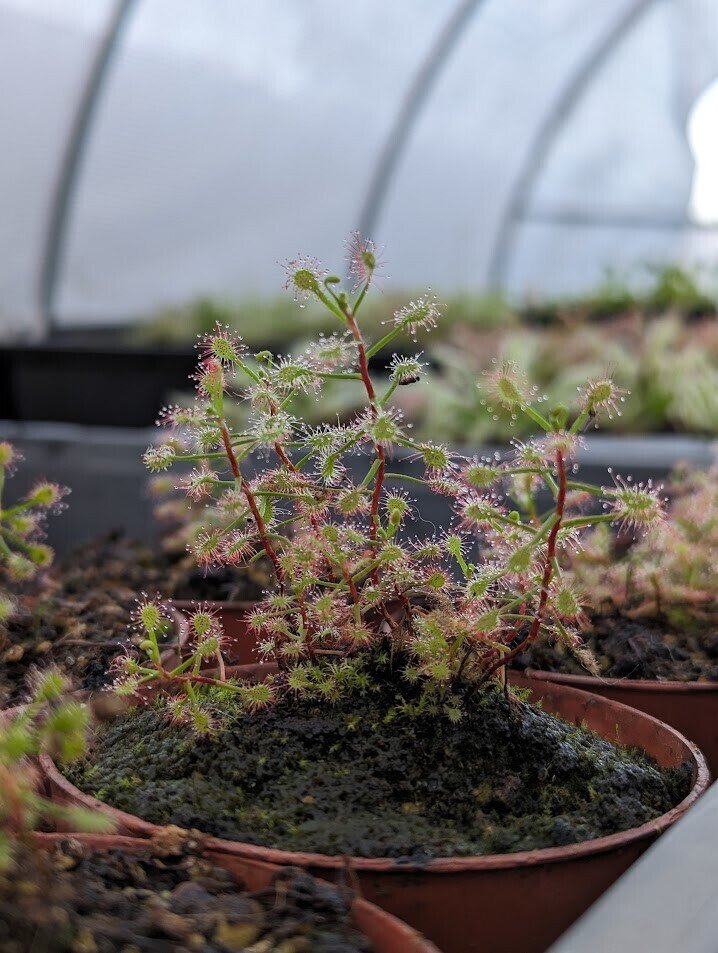 Planta carnívora - Drosera madagascarensis - Carniterrace - Comprar en tienda online