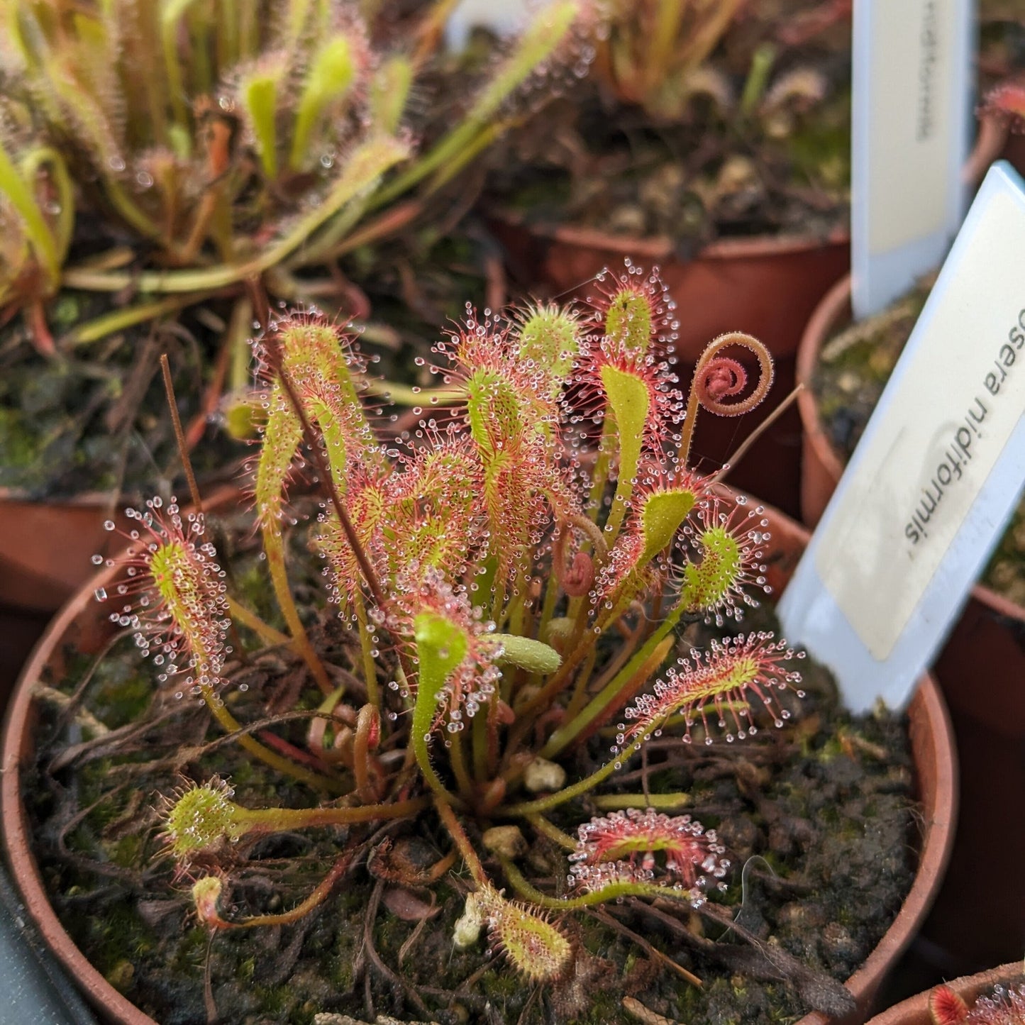 Planta carnívora - Drosera nidiformis - Carniterrace - Comprar en tienda online
