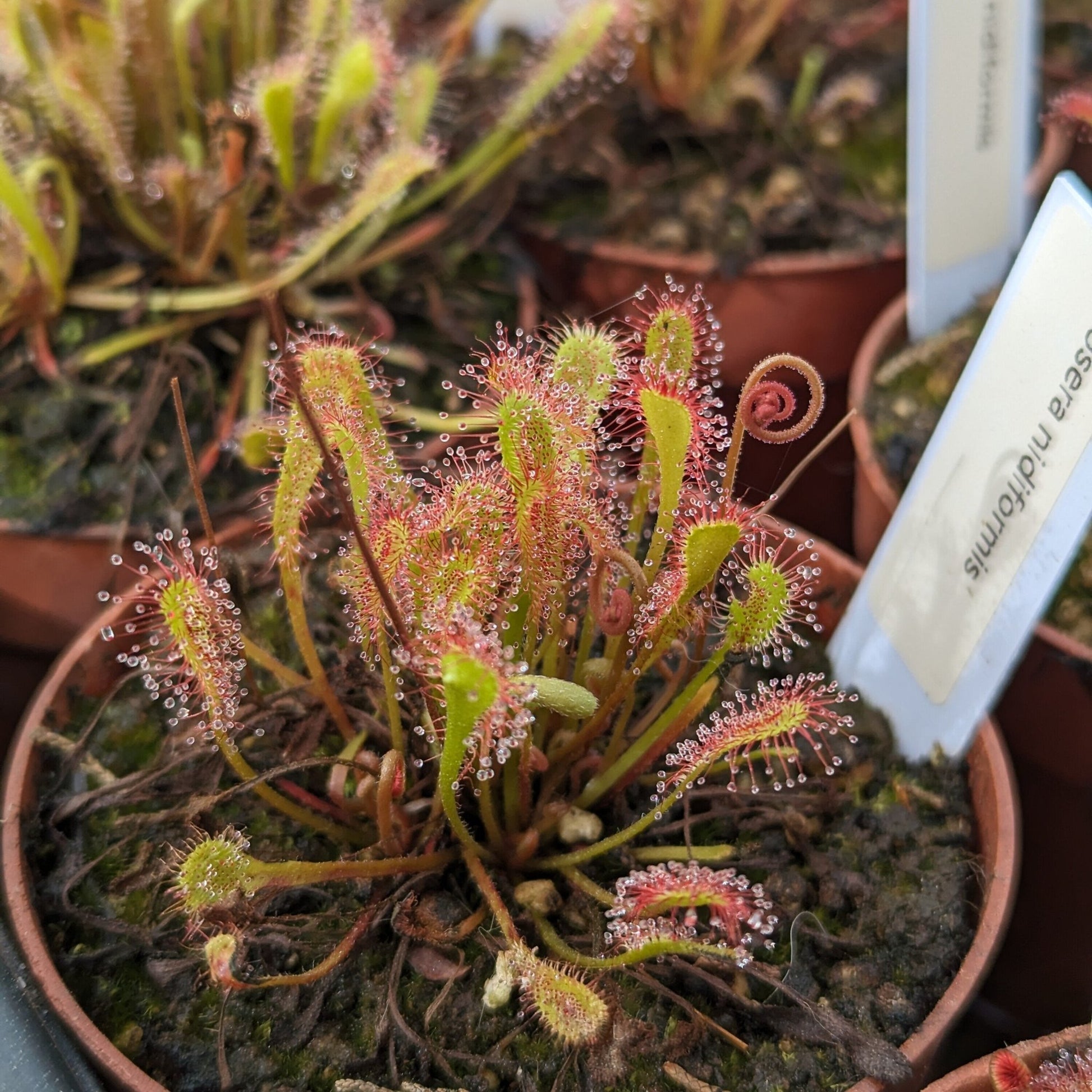 Planta carnívora - Drosera nidiformis - Carniterrace - Comprar en tienda online