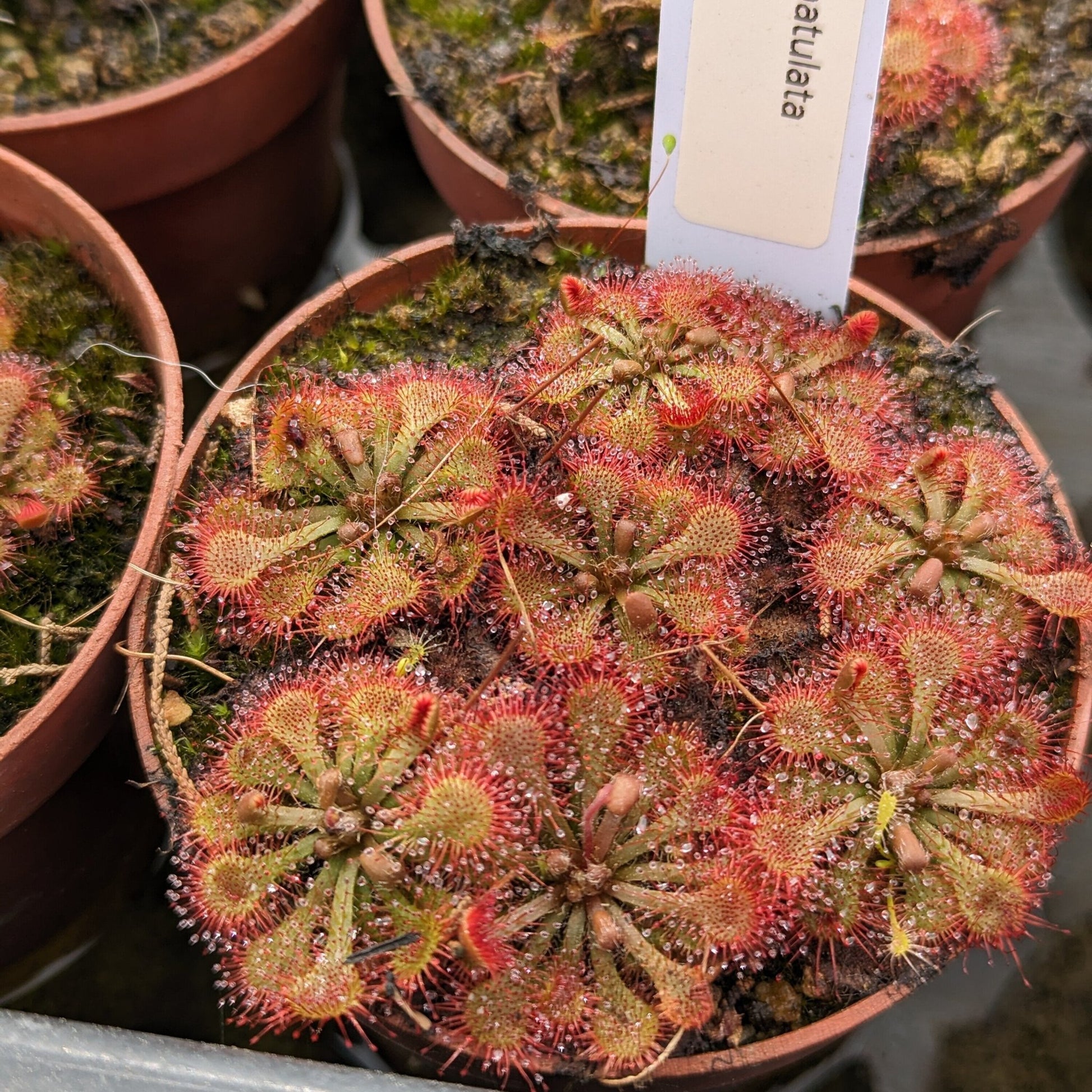 Planta carnívora - Drosera spatulata - Carniterrace - Comprar en tienda online