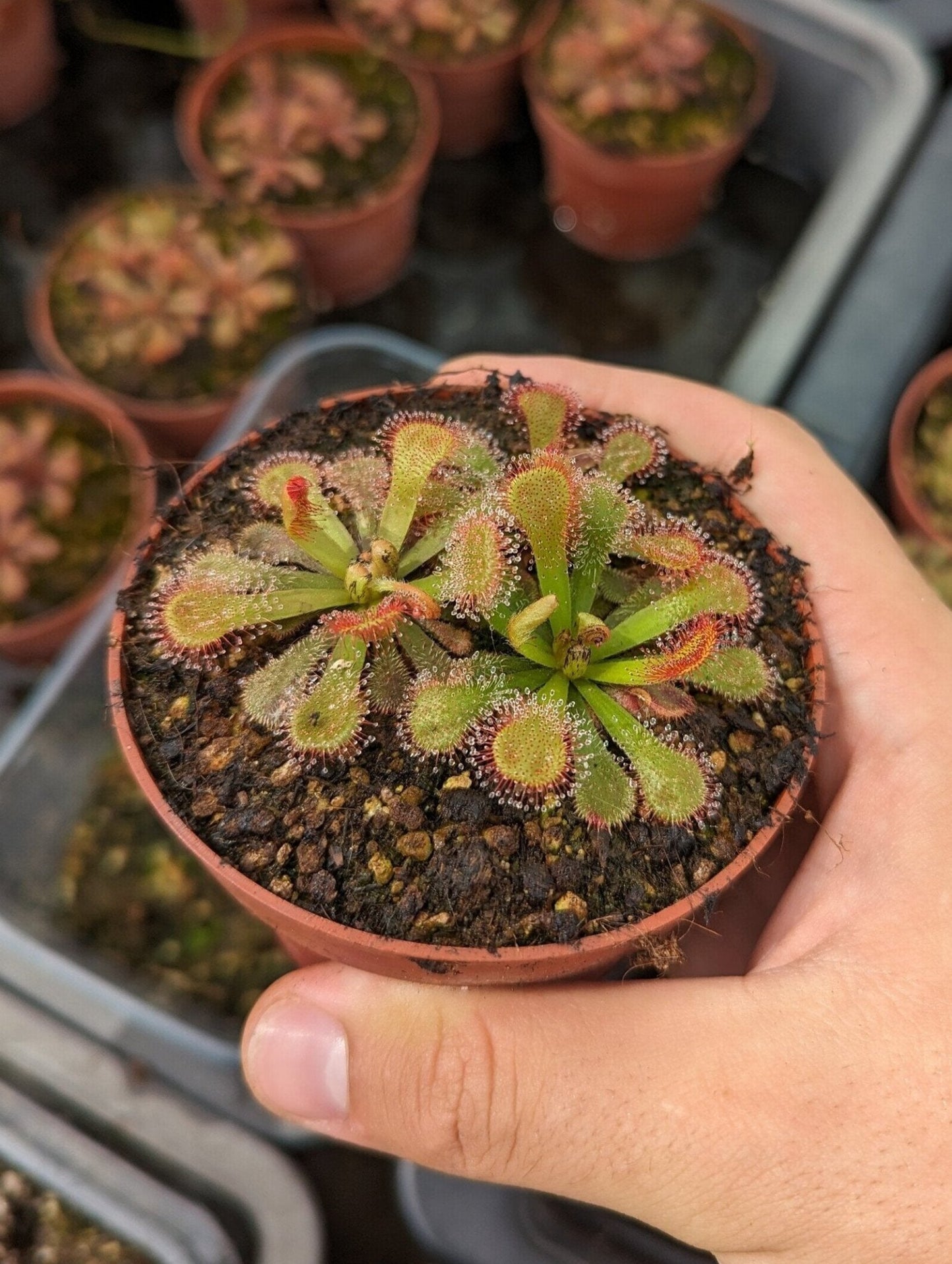 Planta carnívora - Drosera venusta - Carniterrace - Comprar en tienda online