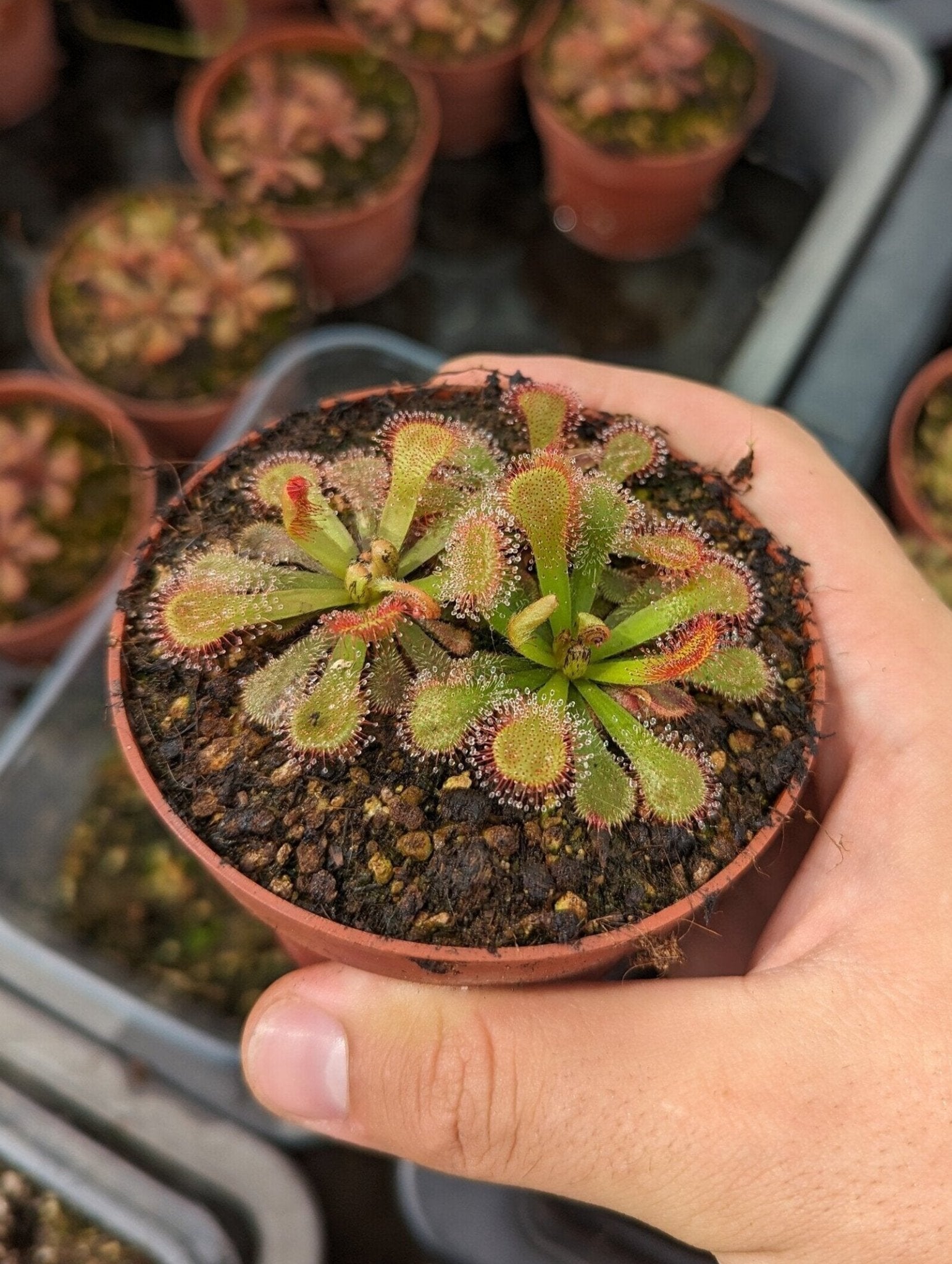 Planta carnívora - Drosera venusta - Carniterrace - Comprar en tienda online