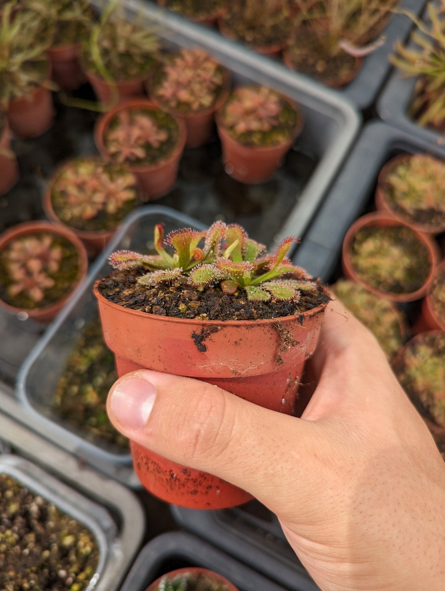 Planta carnívora - Drosera venusta - Carniterrace - Comprar en tienda online