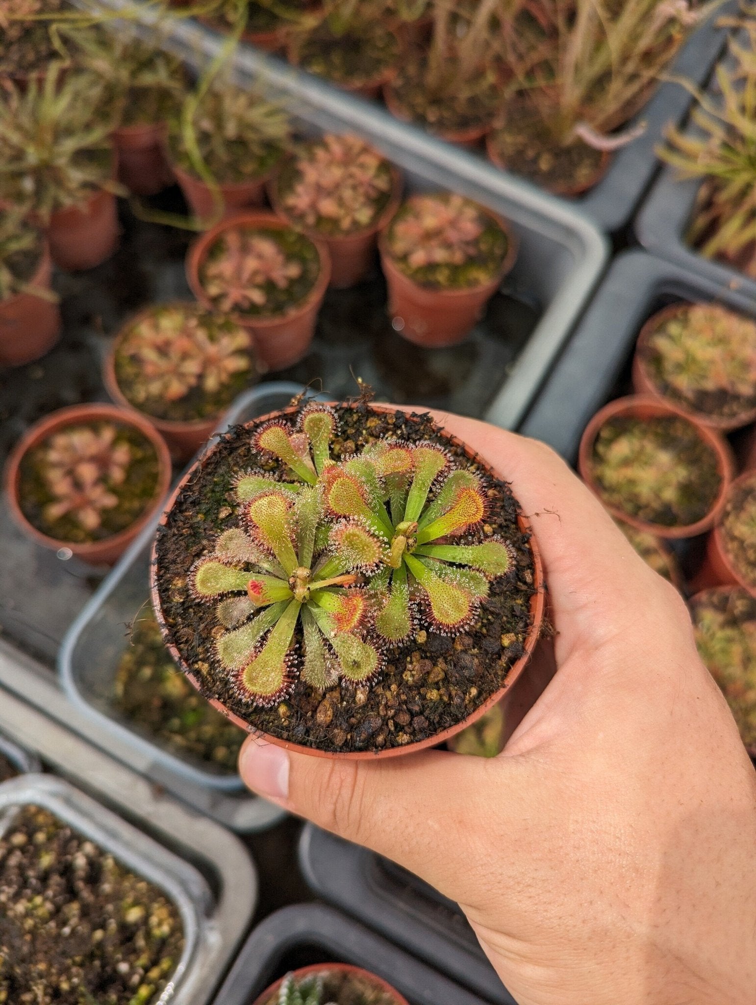Planta carnívora - Drosera venusta - Carniterrace - Comprar en tienda online