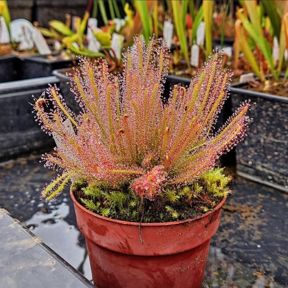 Planta carnívora - Drosera x hybrida - Carniterrace - Comprar en tienda online