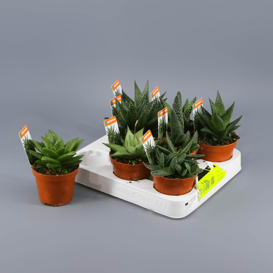 Planta carnívora - Haworthia y aloe mix 8,5 - Carniterrace - Comprar en tienda online