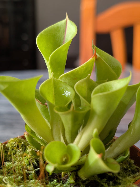 Planta carnívora - Heliamphora Minor - Carniterrace - Comprar en tienda online