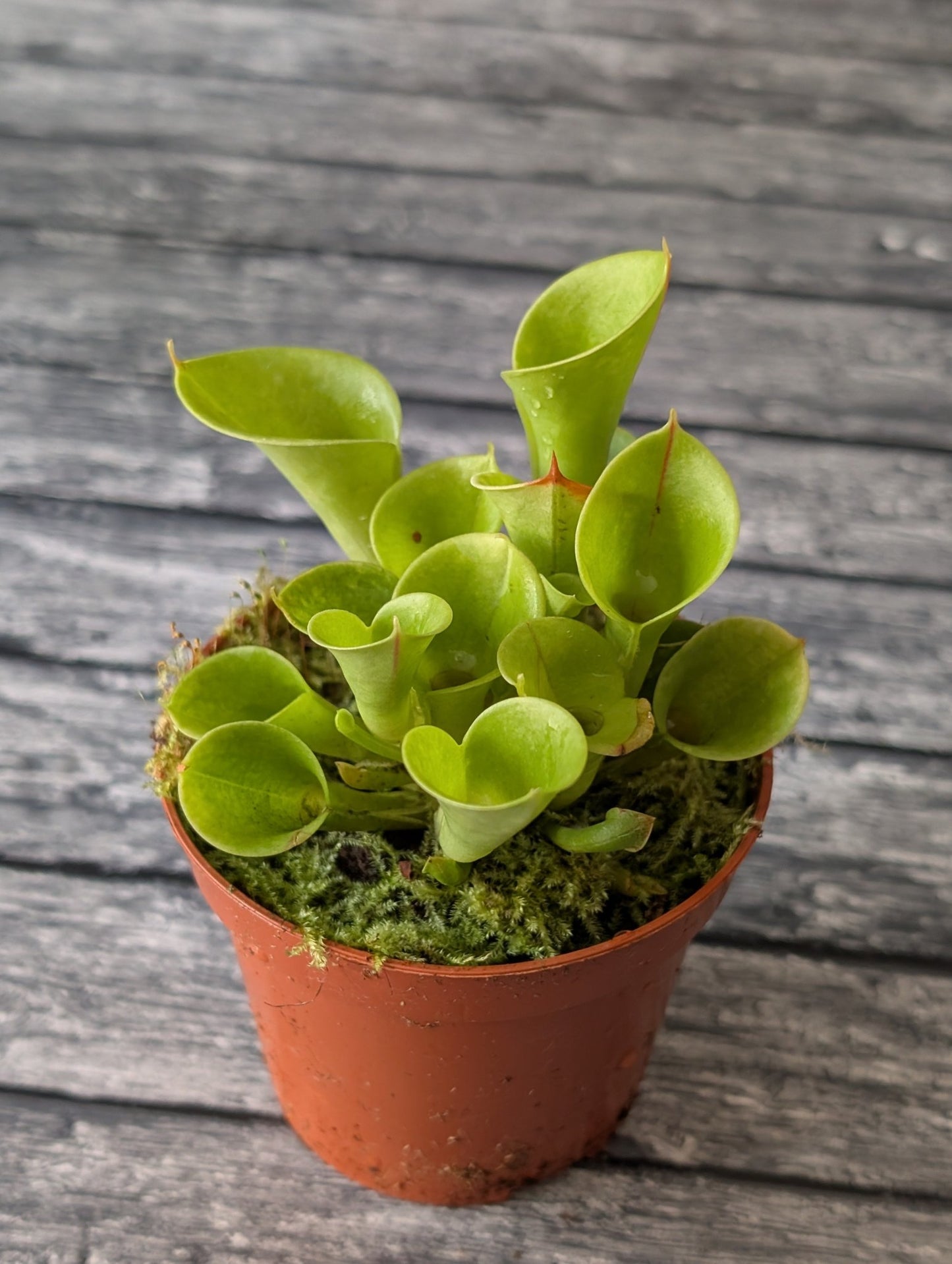 Planta carnívora - Heliamphora Minor - Carniterrace - Comprar en tienda online