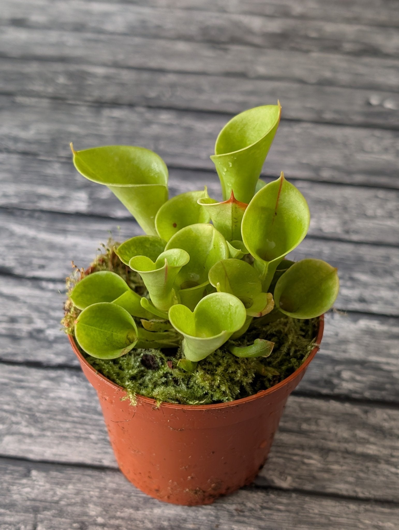 Planta carnívora - Heliamphora Minor - Carniterrace - Comprar en tienda online
