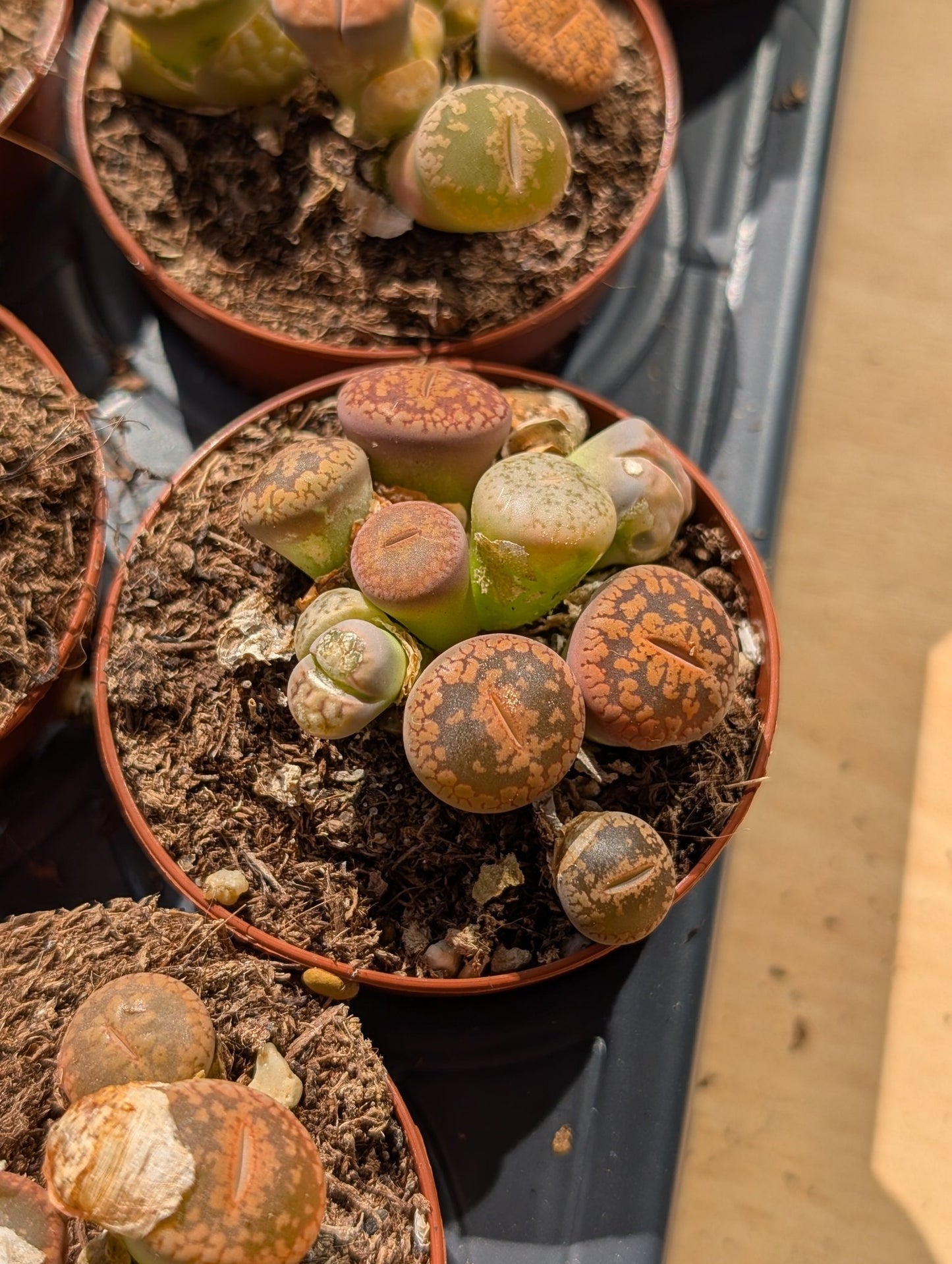 Planta carnívora - Lithops mix 5,5 - Carniterrace - Comprar en tienda online
