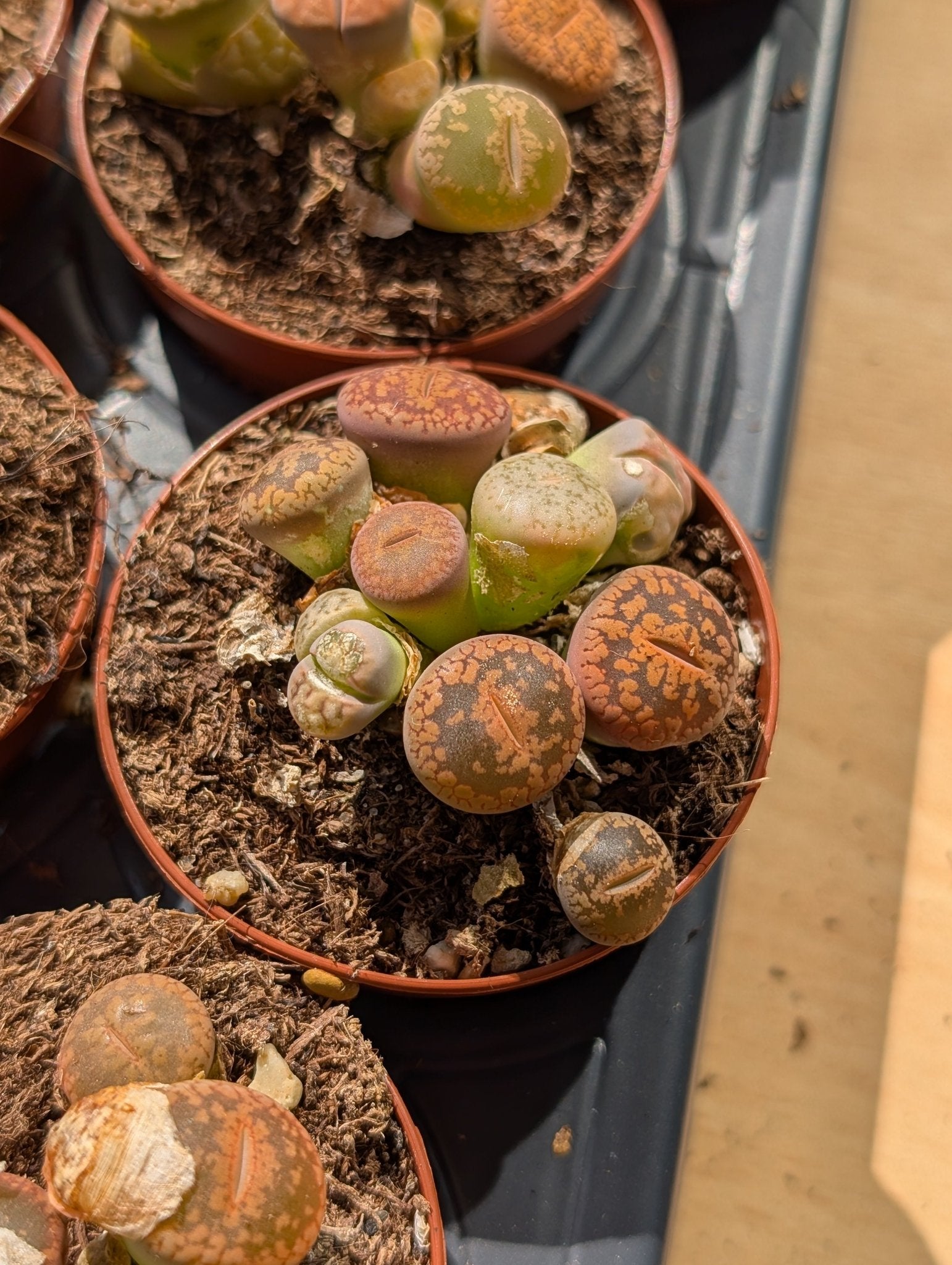 Planta carnívora - Lithops mix 5,5 - Carniterrace - Comprar en tienda online