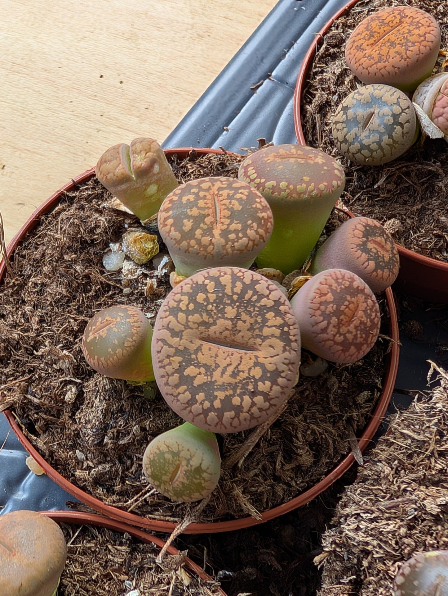 Planta carnívora - Lithops mix 5,5 - Carniterrace - Comprar en tienda online