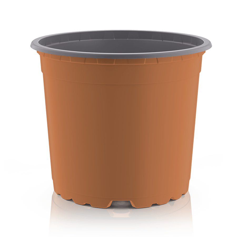 Planta carnívora - Maceta 12cm redonda marrón - Carniterrace - Comprar en tienda online