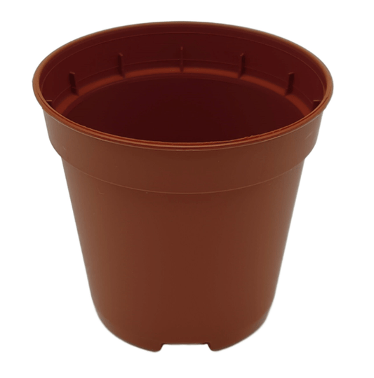 Planta carnívora - Maceta 5,5cm redonda marrón - Carniterrace - Comprar en tienda online