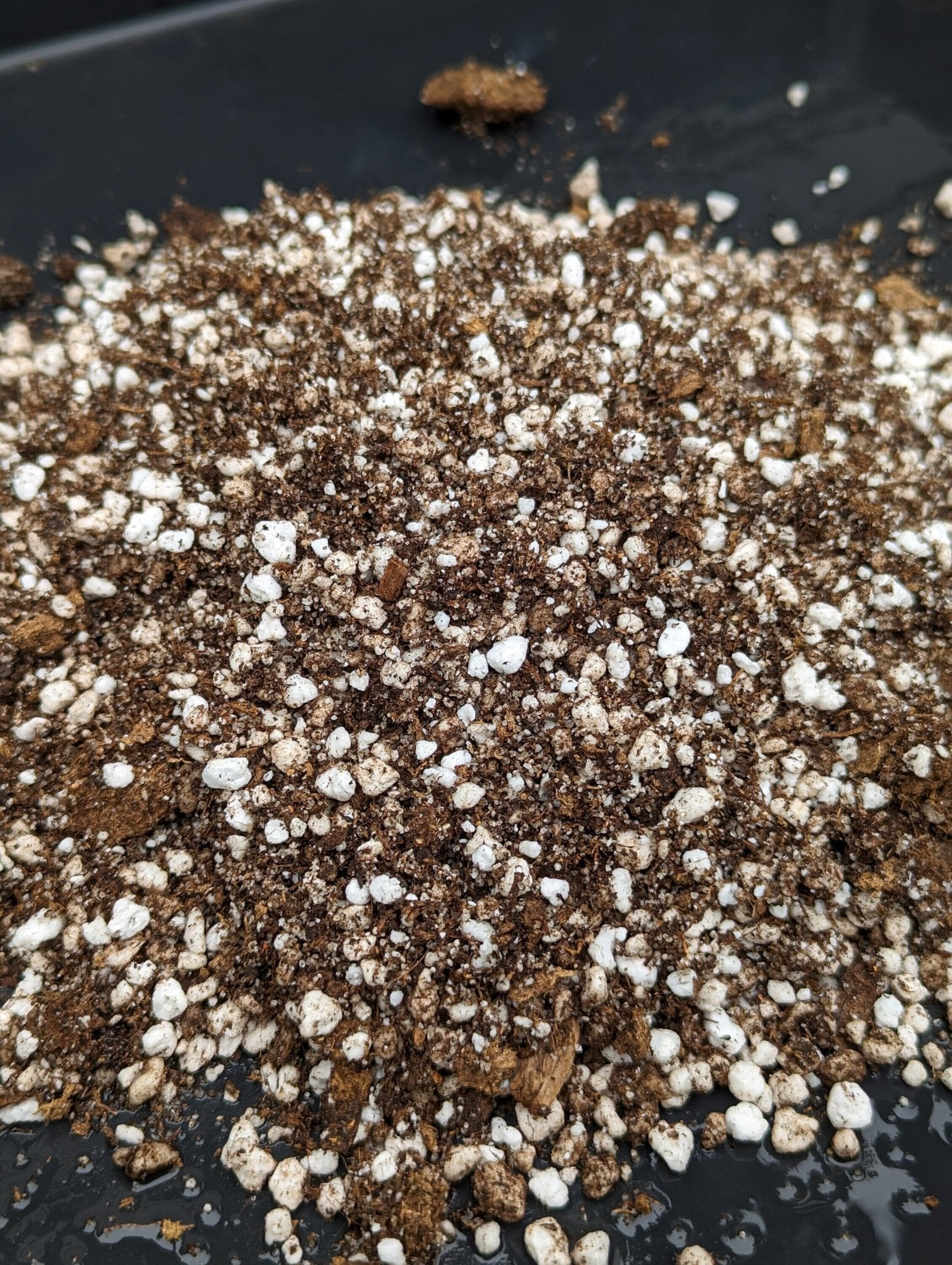 Planta carnívora - Mezcla sustrato plantas carnívoras - Carniterrace - Comprar en tienda online