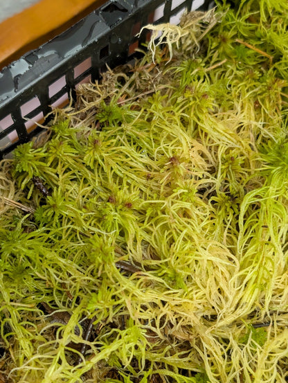 Planta carnívora - Musgo Sphagnum vivo, fibras largas. - Carniterrace - Comprar en tienda online