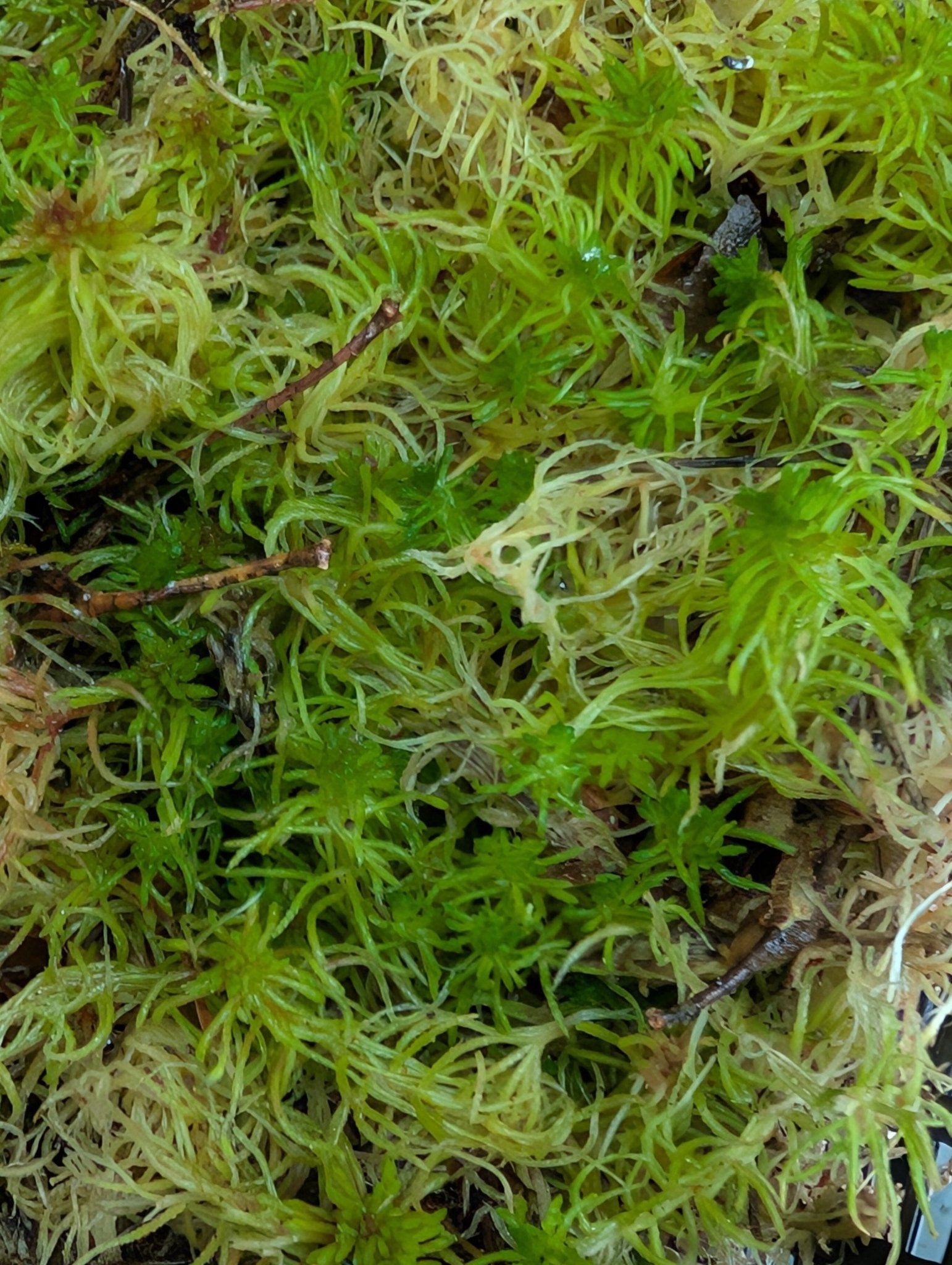 Planta carnívora - Musgo Sphagnum vivo, fibras largas. - Carniterrace - Comprar en tienda online