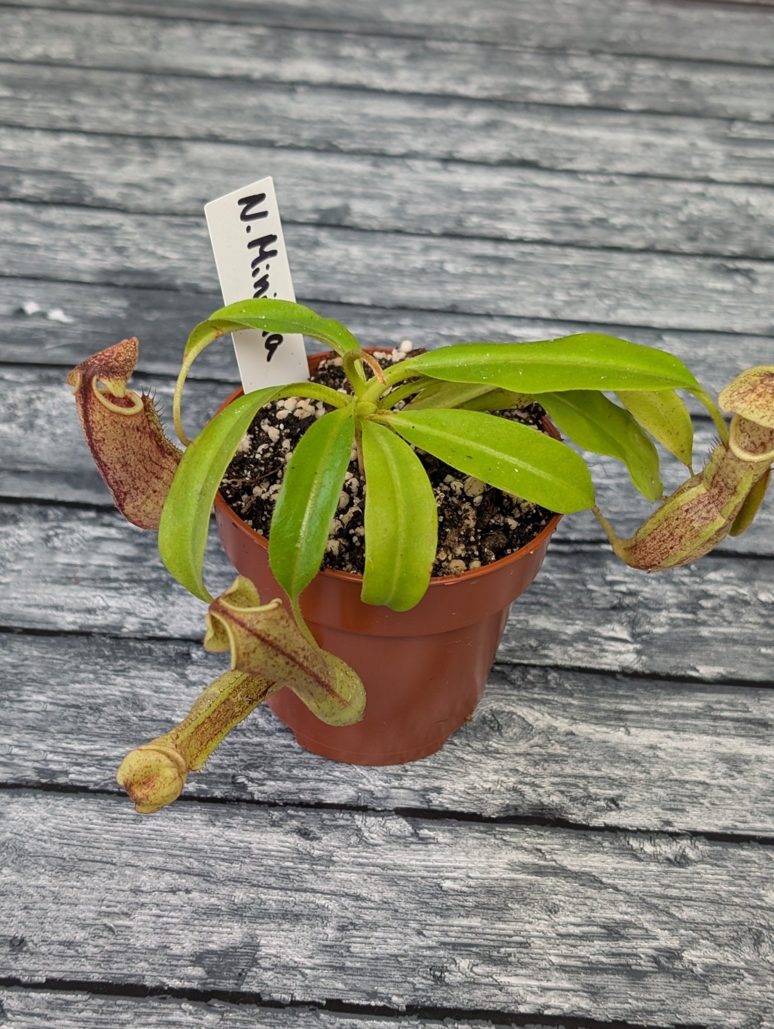 Planta carnívora - Nepenthes Minima - Carniterrace - Comprar en tienda online
