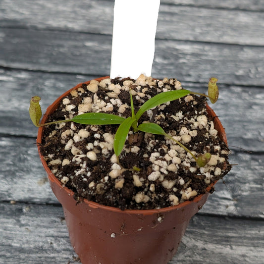 Planta carnívora - Nepenthes Sericea - Carniterrace - Comprar en tienda online