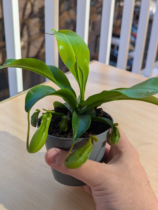 Planta carnívora - Nepenthes ventricosa x alata - Carniterrace - Comprar en tienda online