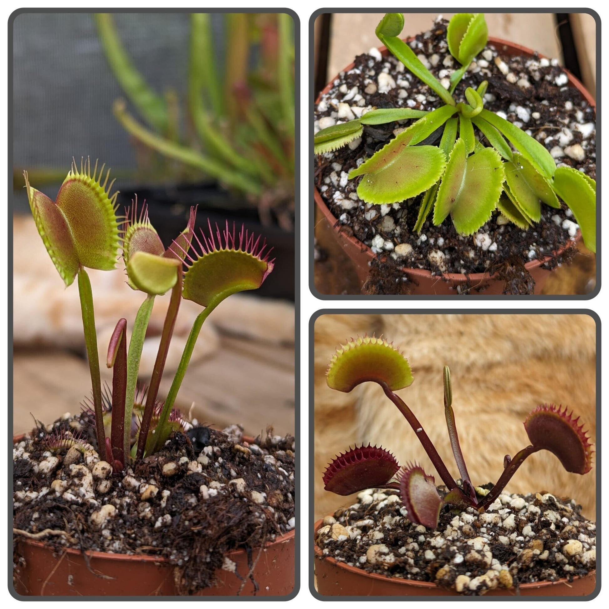 Planta carnívora - Pack cultivares Dionaea 1 - Carniterrace - Comprar en tienda online