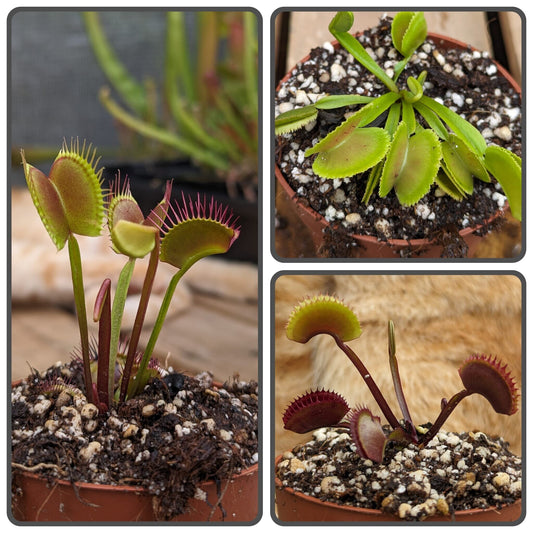 Planta carnívora - Pack cultivares Dionaea 1 - Carniterrace - Comprar en tienda online