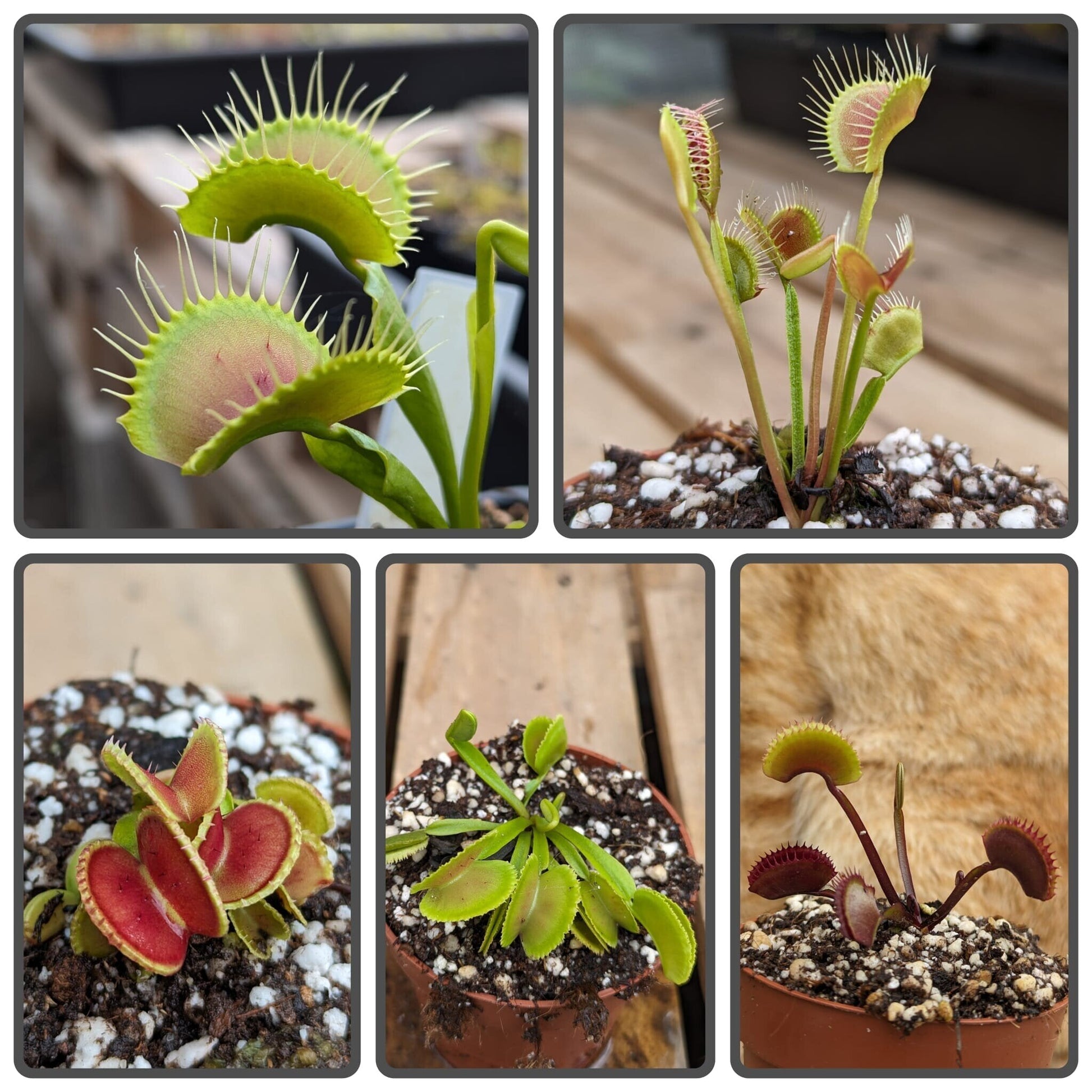 Planta carnívora - Pack cultivares Dionaea 3 - Carniterrace - Comprar en tienda online