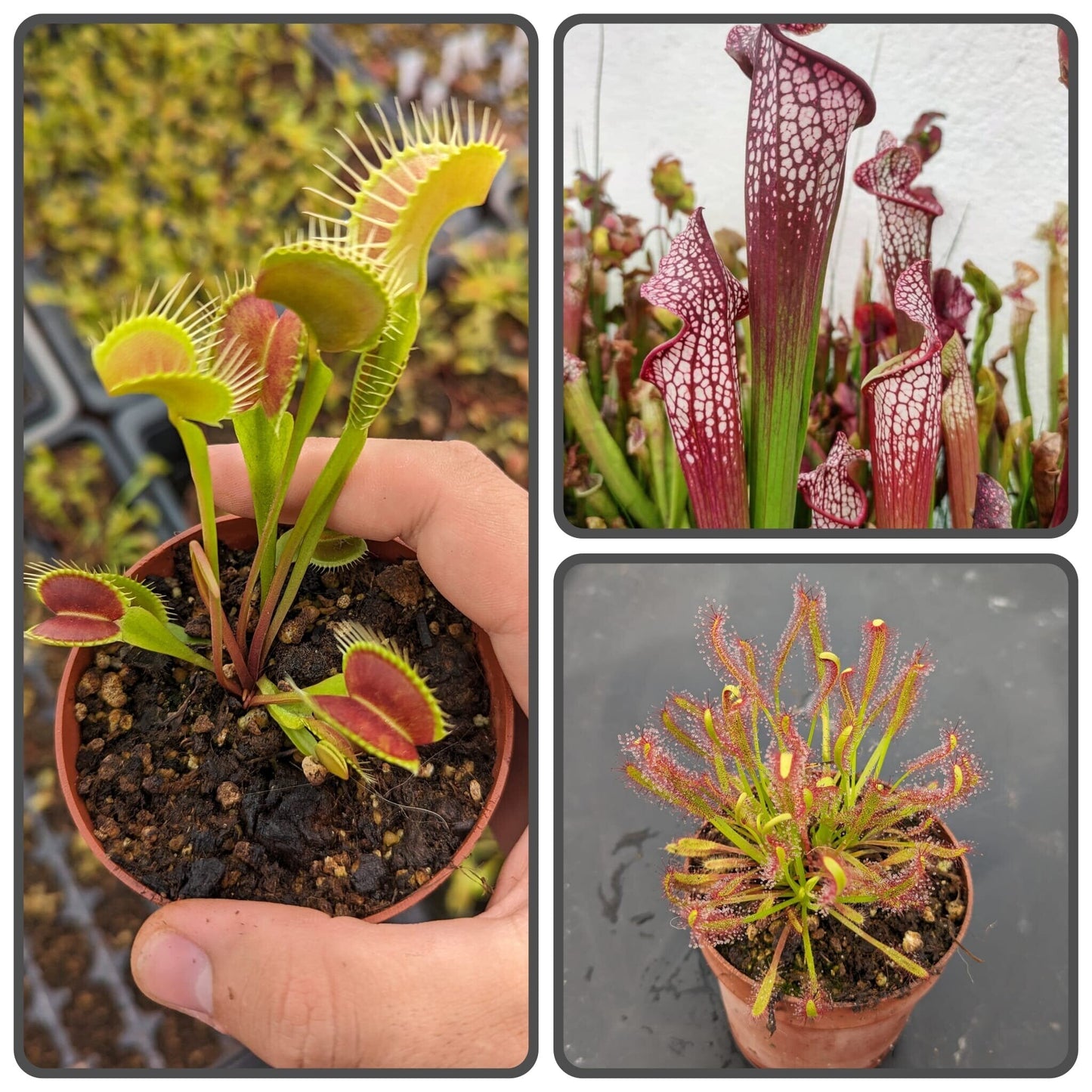 Planta carnívora - Pack Iniciación 3 - Carniterrace - Comprar en tienda online
