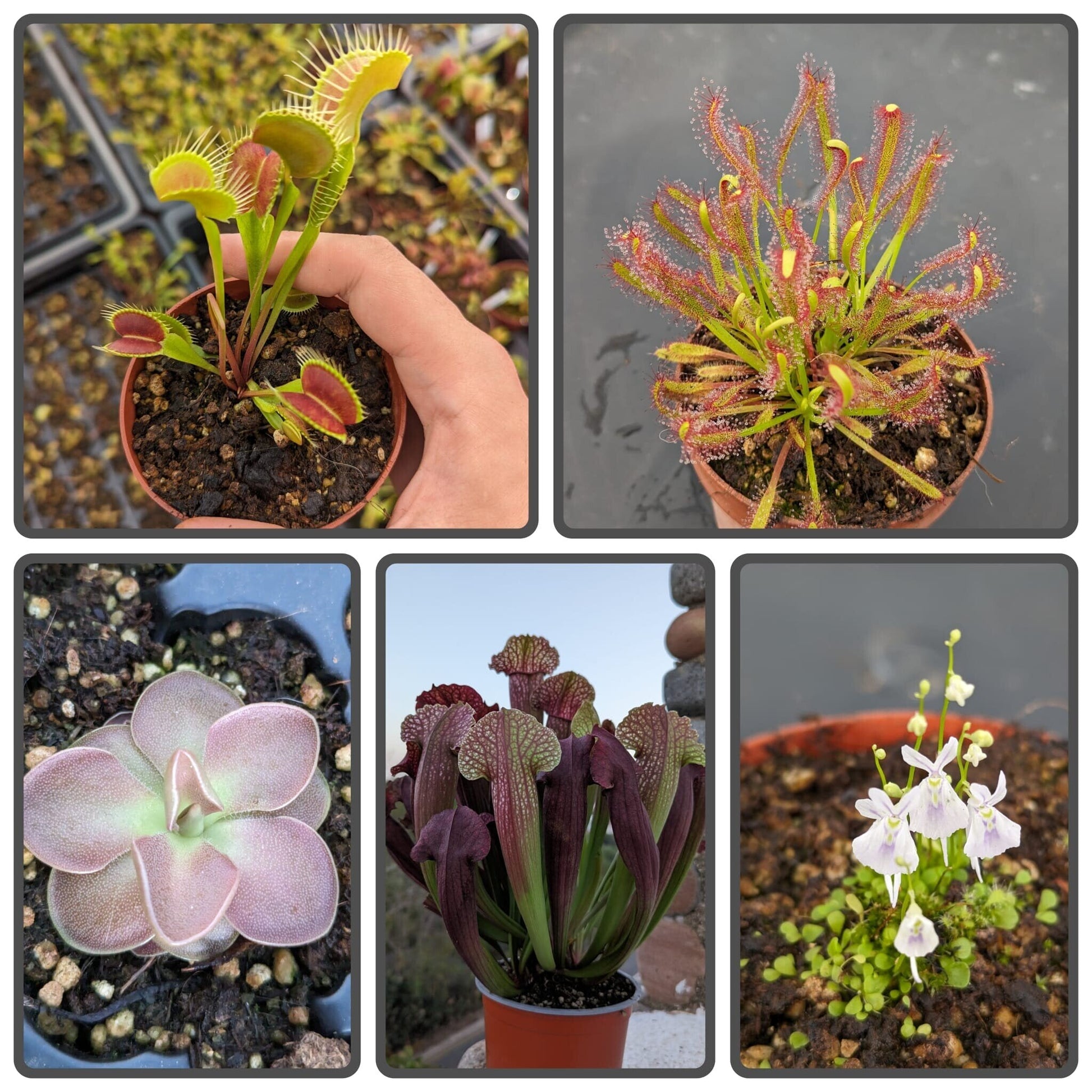 Planta carnívora - Pack Iniciación 5 - Carniterrace - Comprar en tienda online