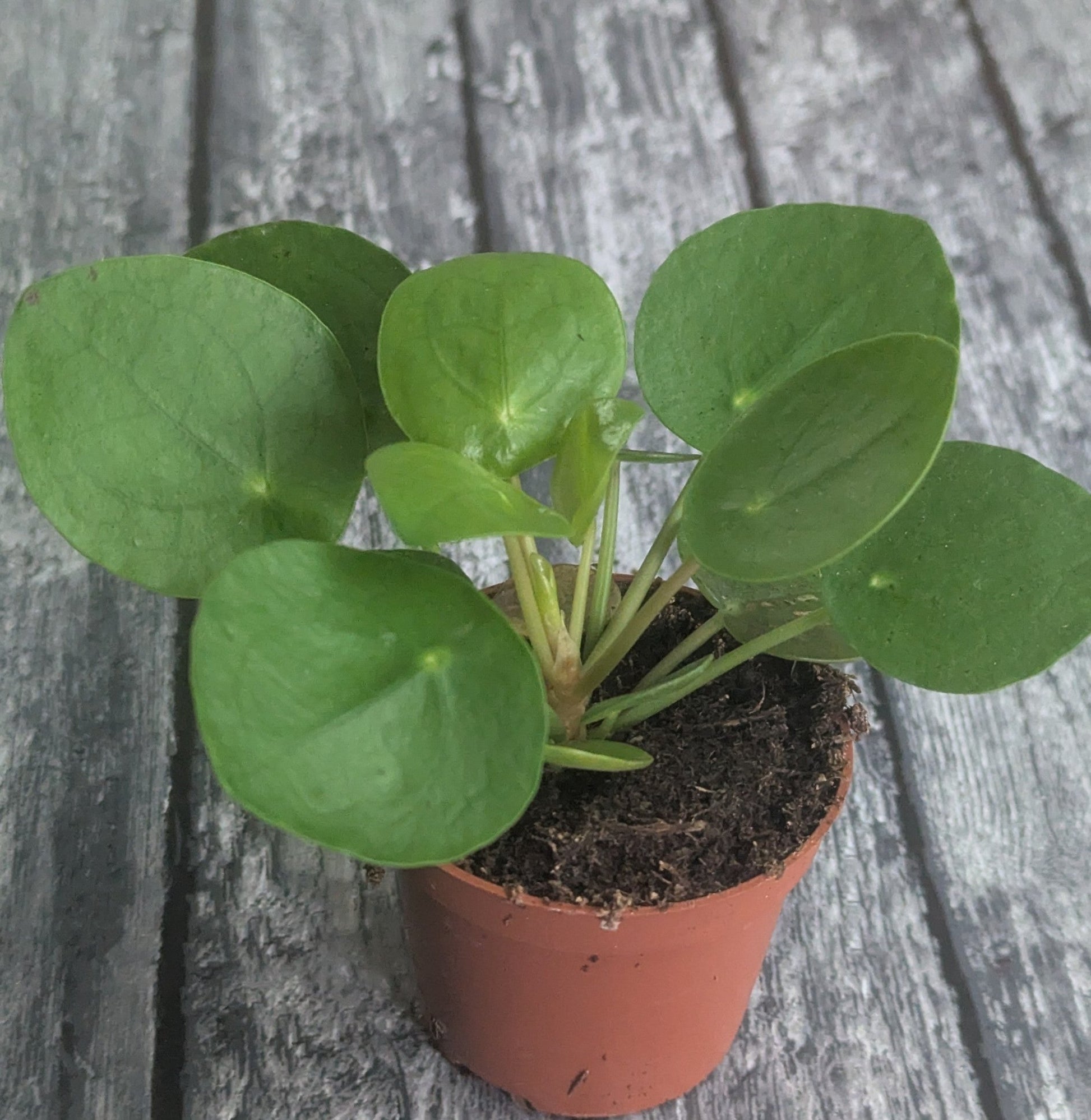 Planta carnívora - Pilea peperomioides - Carniterrace - Comprar en tienda online