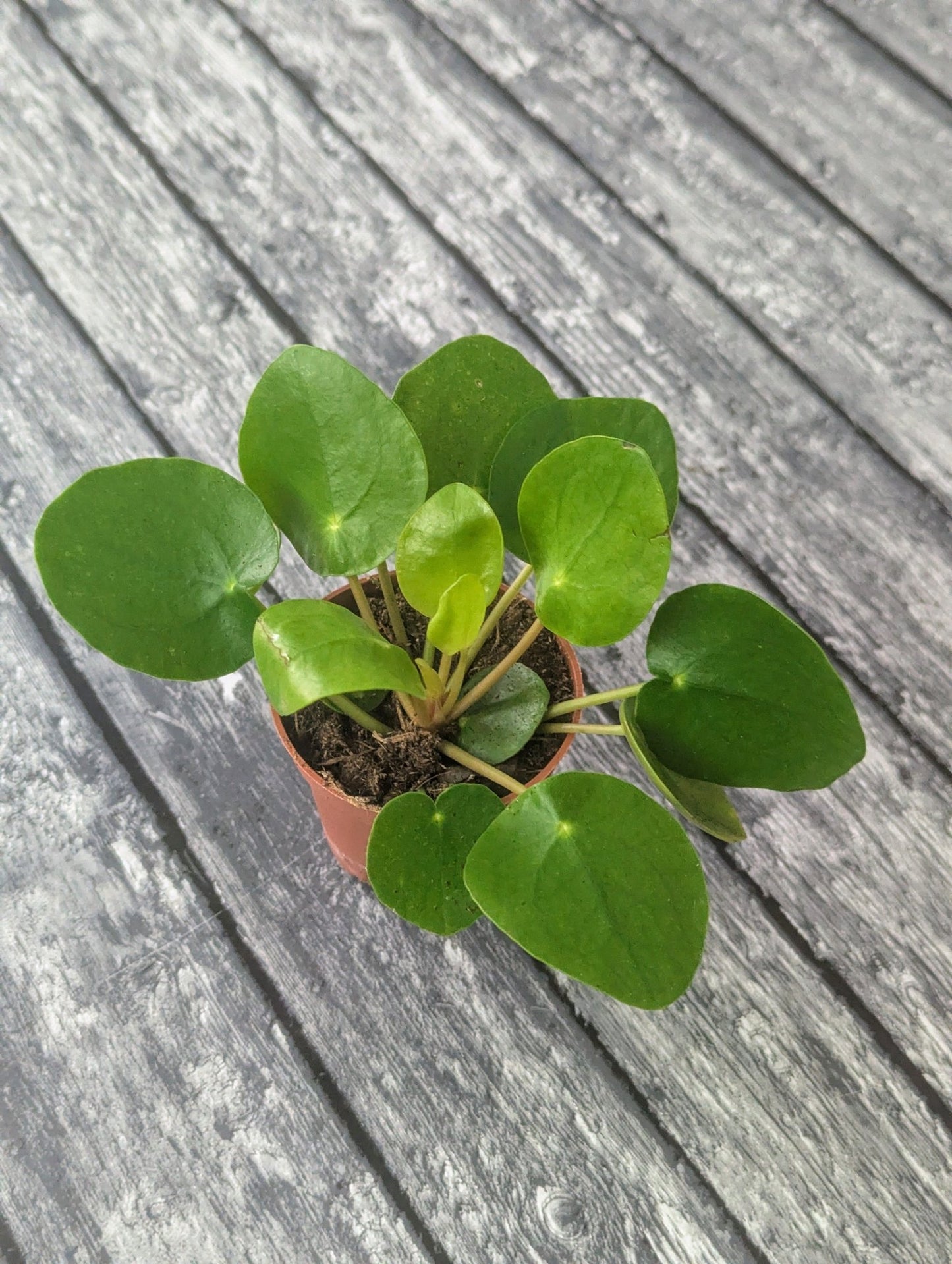 Planta carnívora - Pilea peperomioides - Carniterrace - Comprar en tienda online
