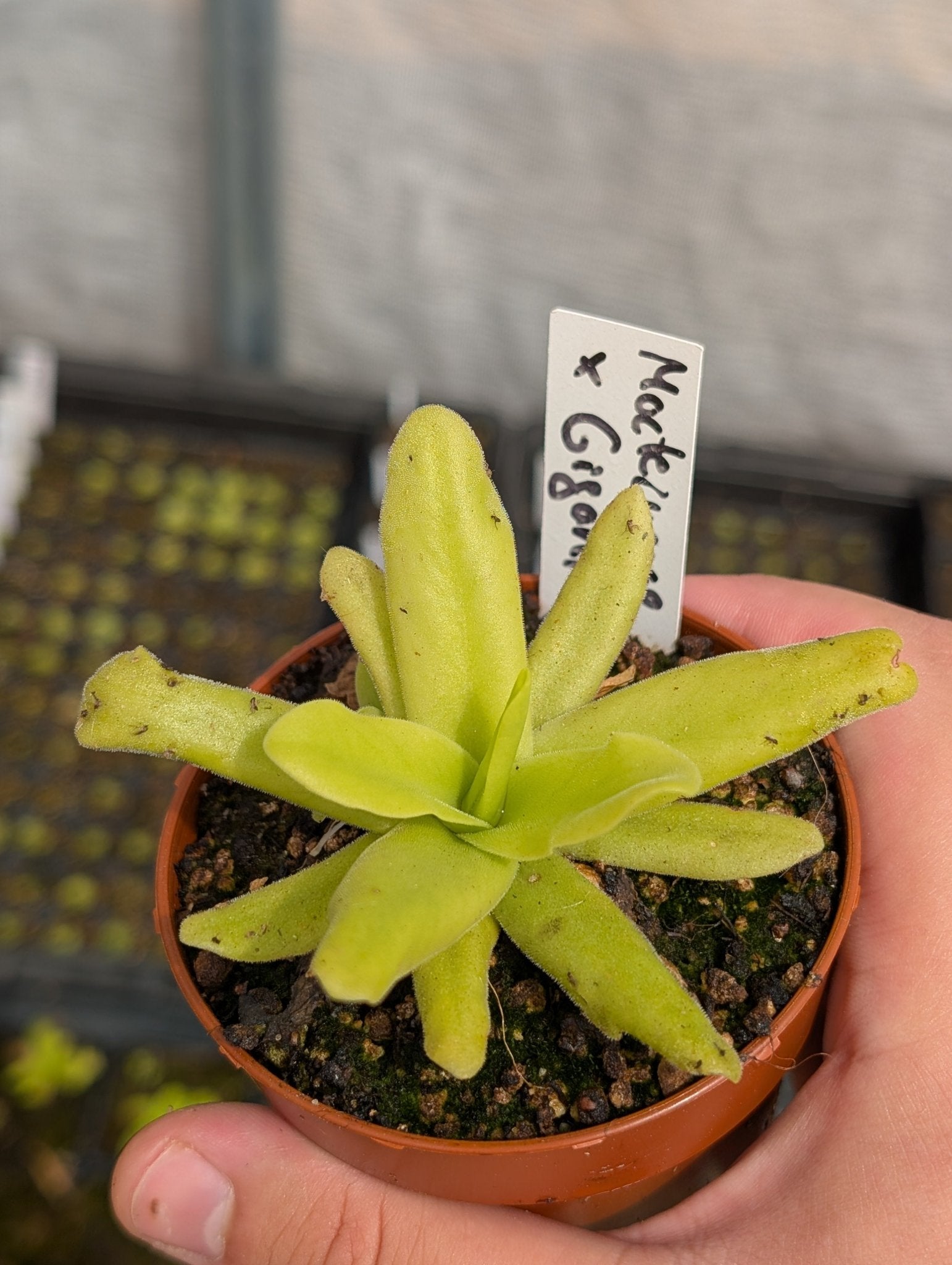 Planta carnívora - Pinguicula Moctezumae x gigantea - Carniterrace - Comprar en tienda online
