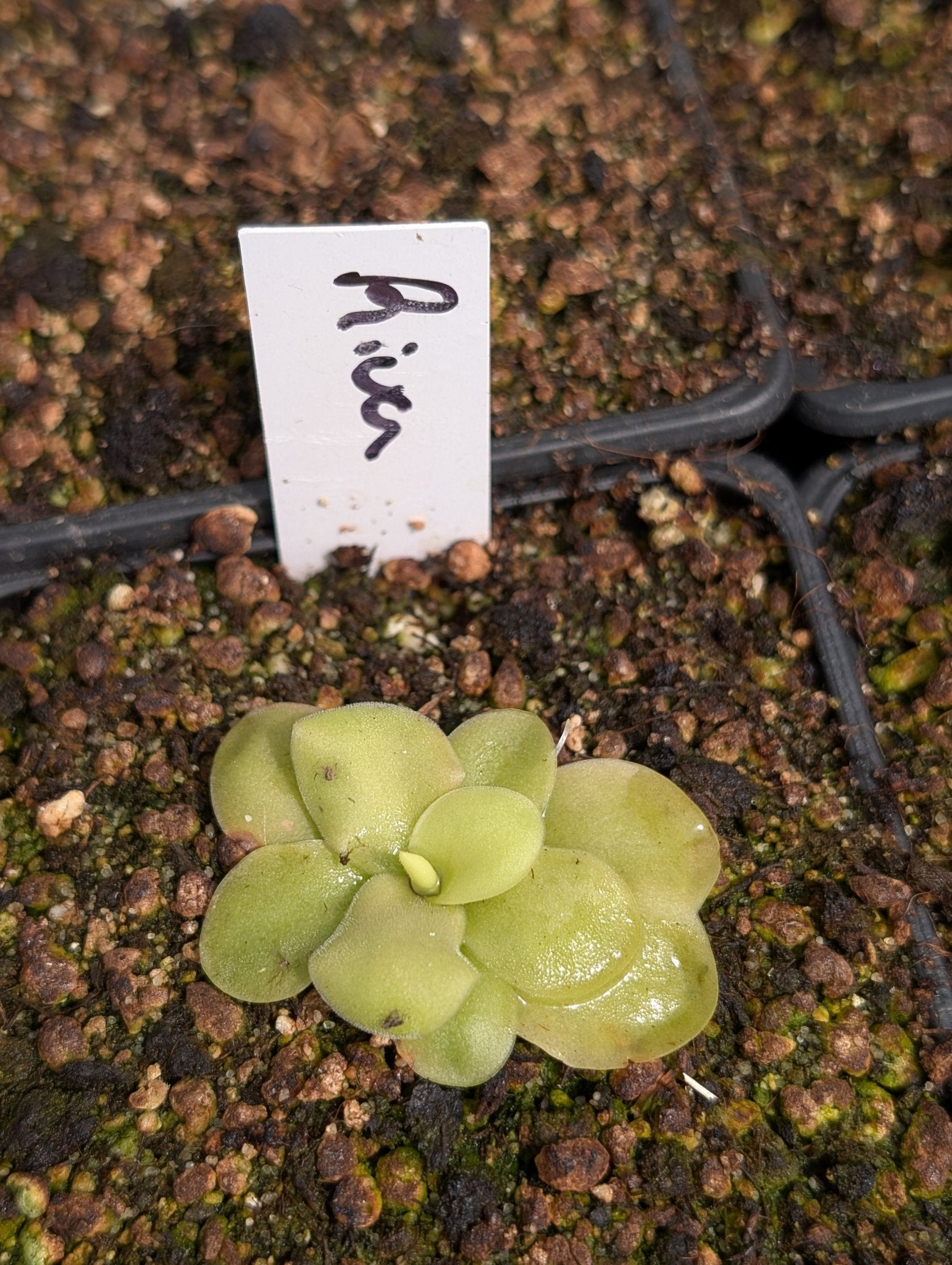 Planta carnívora - Pinguicula Riva - Carniterrace - Comprar en tienda online