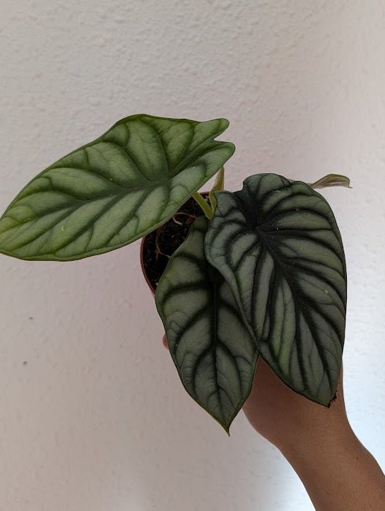 Planta carnívora - Alocasia Silver Dragon - Carniterrace - Comprar en tienda online