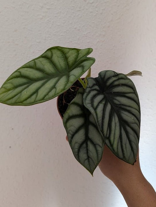 Planta carnívora - Alocasia Silver Dragon - Carniterrace - Comprar en tienda online