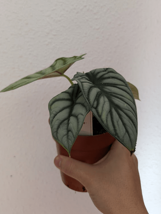 Planta carnívora - Alocasia Silver Dragon - Carniterrace - Comprar en tienda online