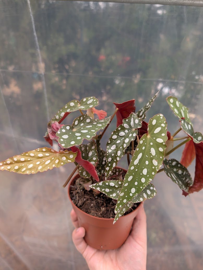 Planta carnívora - Begonia pseudolubbersii 'Silver Spot' - Carniterrace - Comprar en tienda online