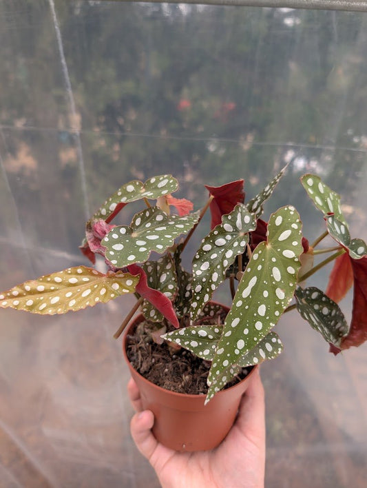 Planta carnívora - Begonia pseudolubbersii 'Silver Spot' - Carniterrace - Comprar en tienda online
