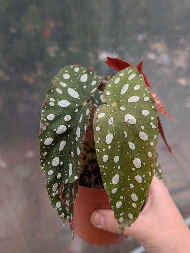Planta carnívora - Begonia pseudolubbersii 'Silver Spot' - Carniterrace - Comprar en tienda online