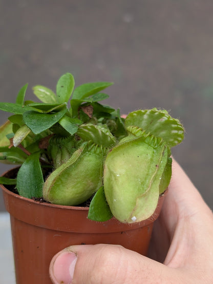 Planta carnívora - Cephalotus follicularis - Carniterrace - Comprar en tienda online