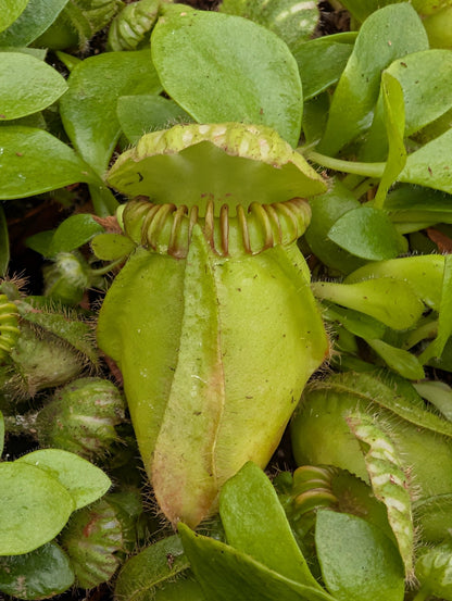 Planta carnívora - Cephalotus follicularis - Carniterrace - Comprar en tienda online