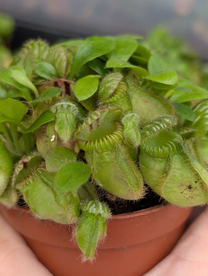 Planta carnívora - Cephalotus follicularis - Carniterrace - Comprar en tienda online