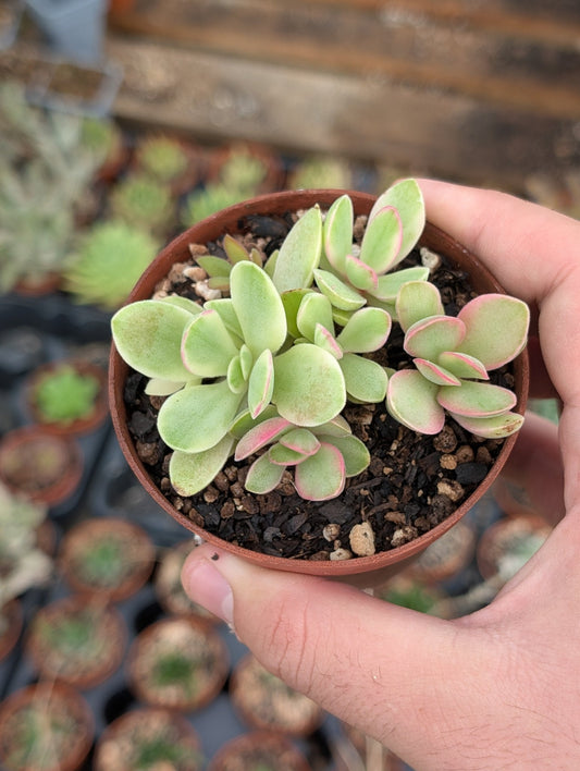 Planta carnívora - Crassula 'Money Maker' variegada - Carniterrace - Comprar en tienda online