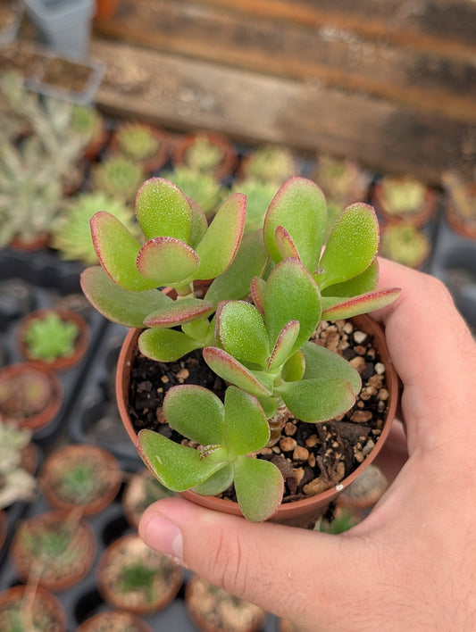 Planta carnívora - Crassula ovata - Carniterrace - Comprar en tienda online
