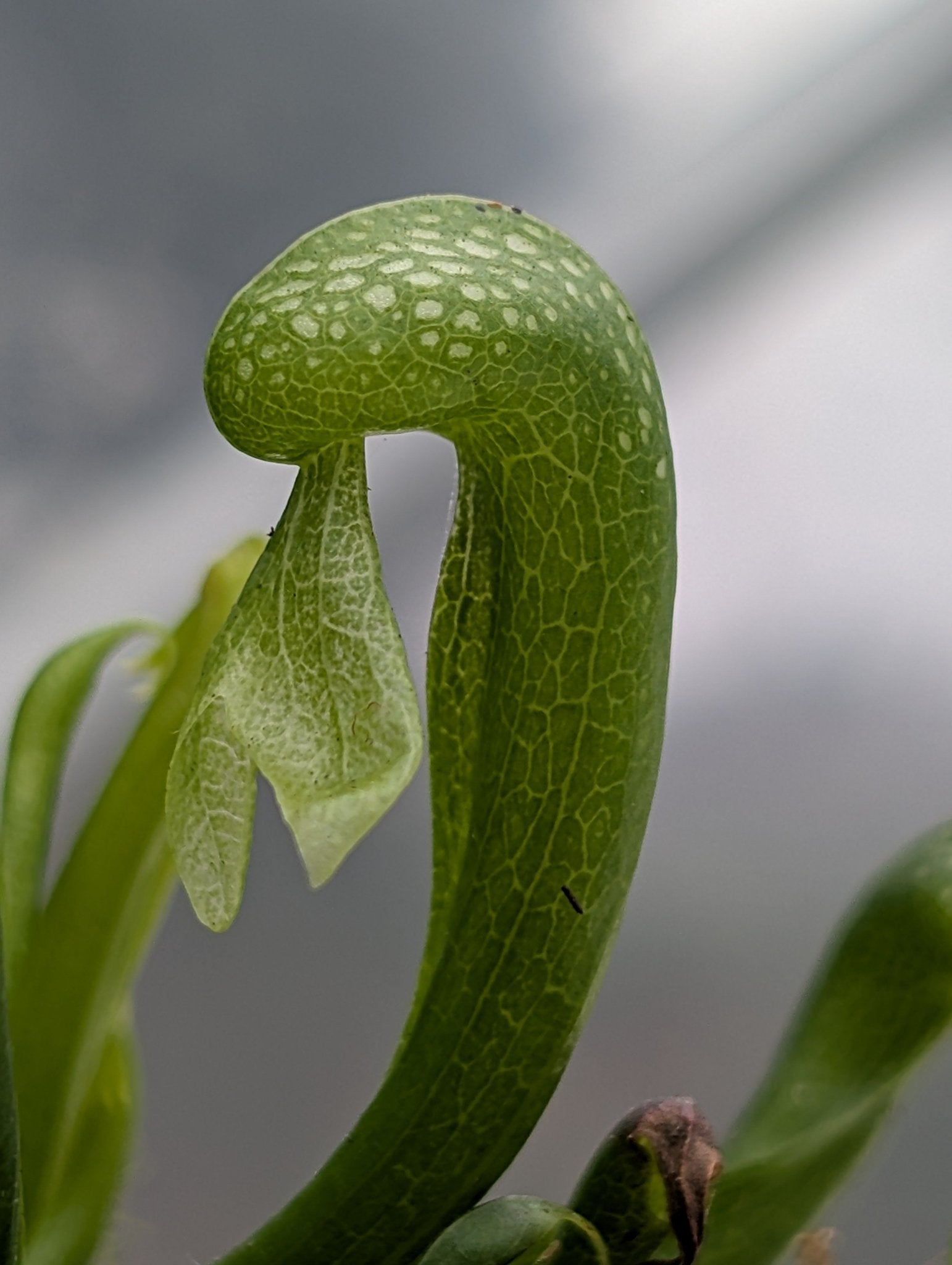 Planta carnívora - Darlingtonia califronica - Carniterrace - Comprar en tienda online