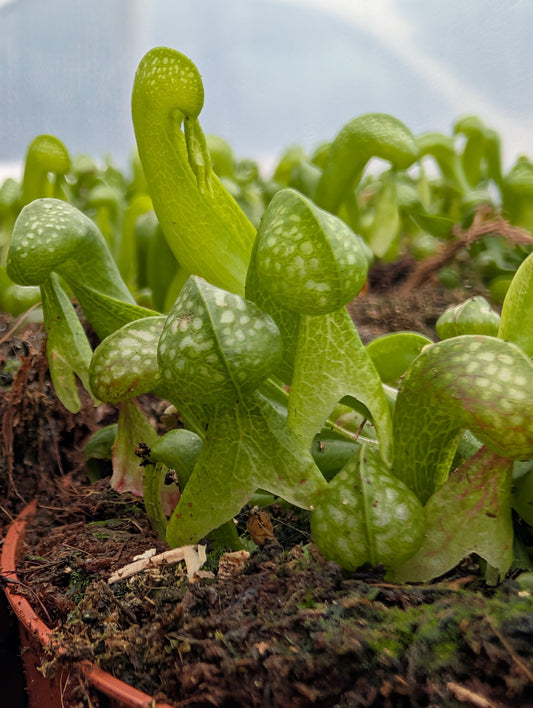 Planta carnívora - Darlingtonia califronica - Carniterrace - Comprar en tienda online