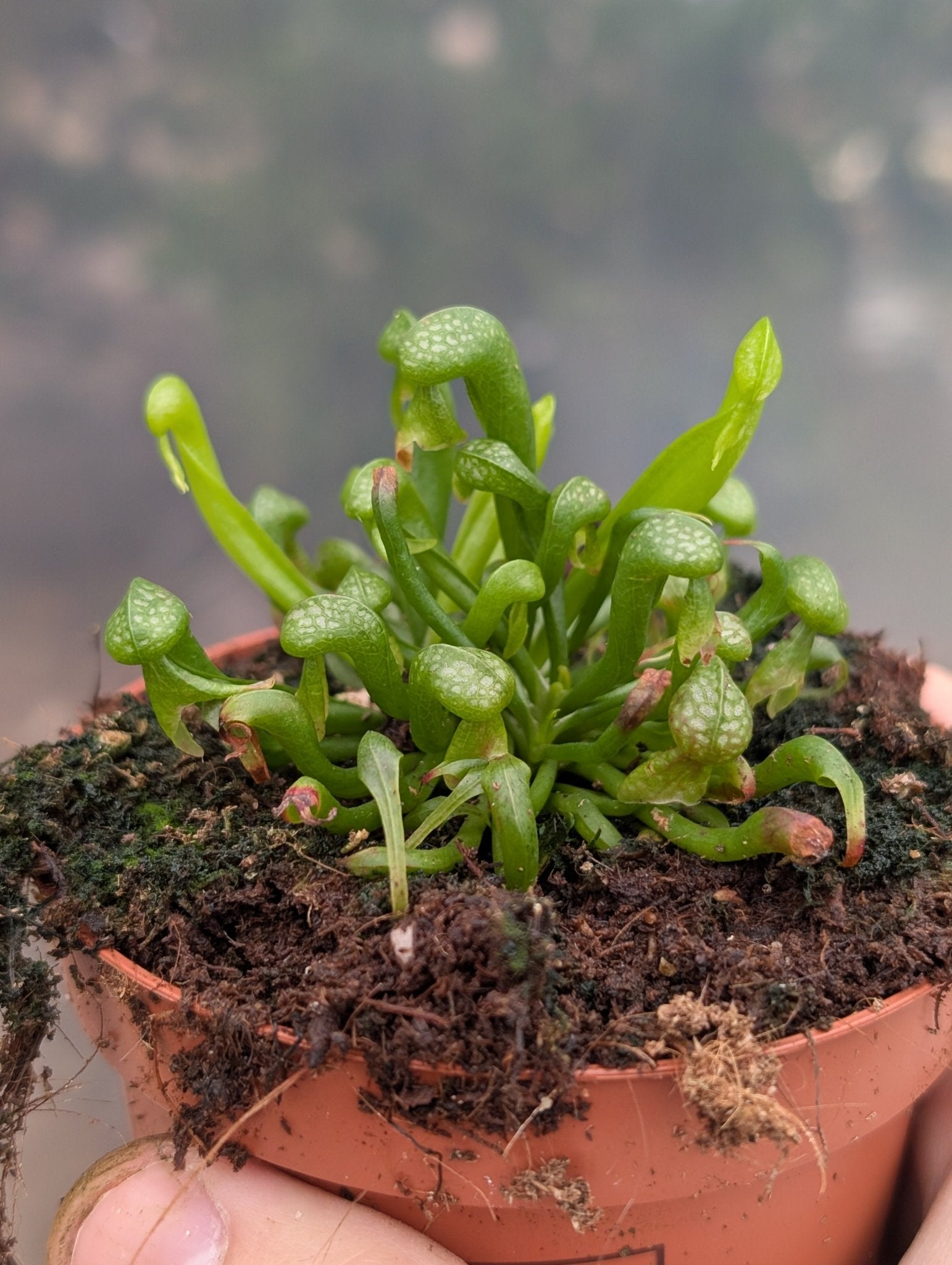 Planta carnívora - Darlingtonia califronica - Carniterrace - Comprar en tienda online